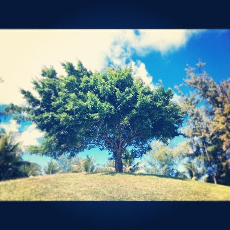 この木好きな木