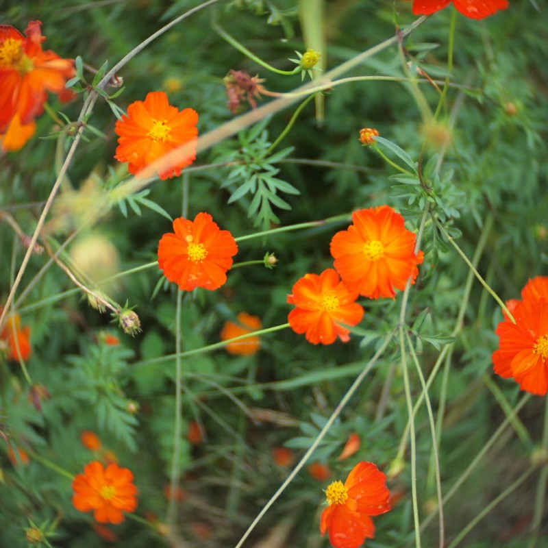 キバナコスモス