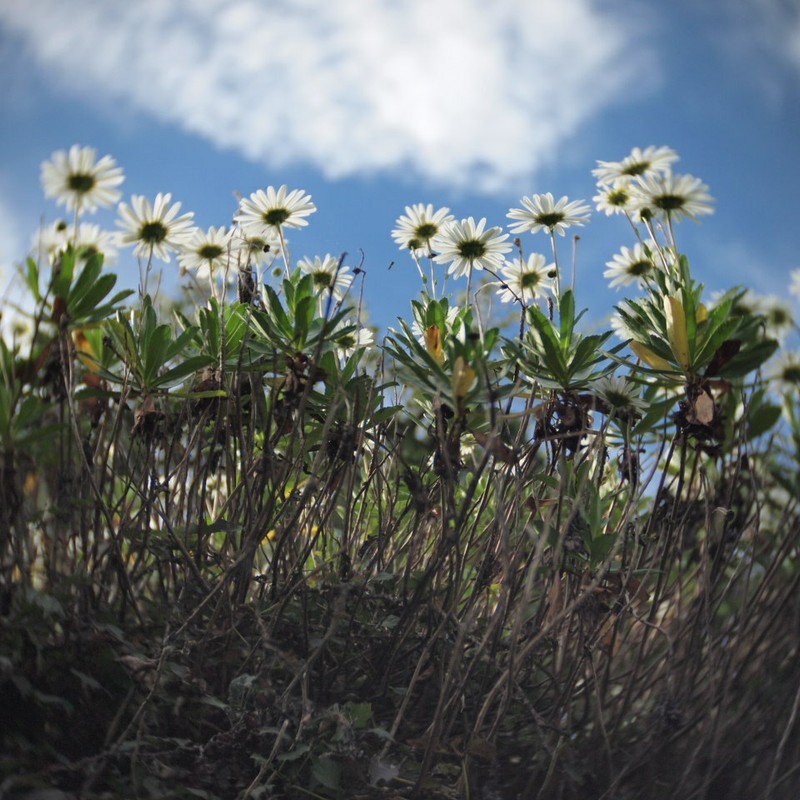 ラピュタマーガレット