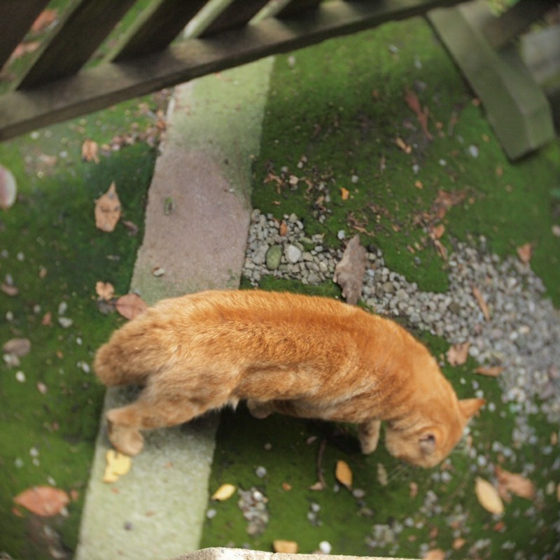 境内の猫