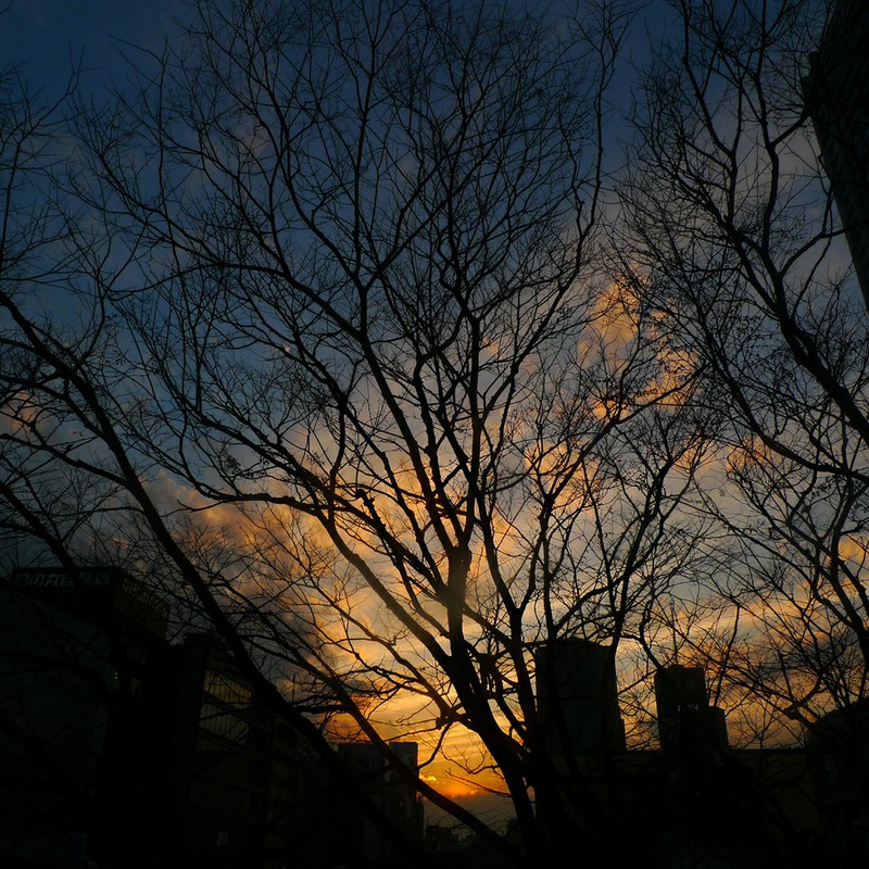 夕日に浮かび上がる樹々