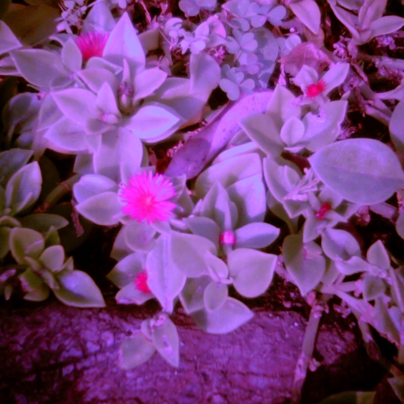 紫の花壇