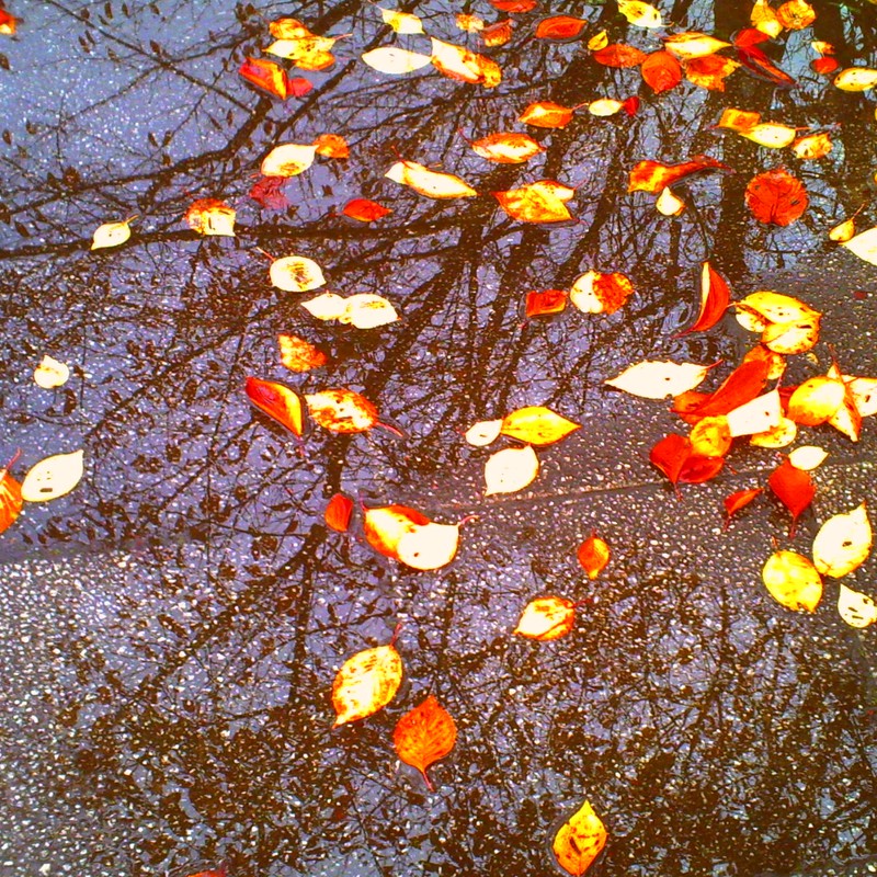 水たまりの中の紅葉