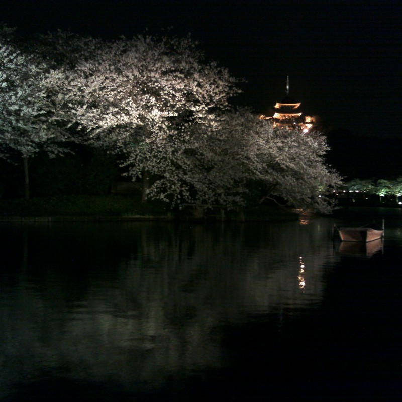 観桜の夕べ