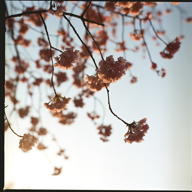 桜の声