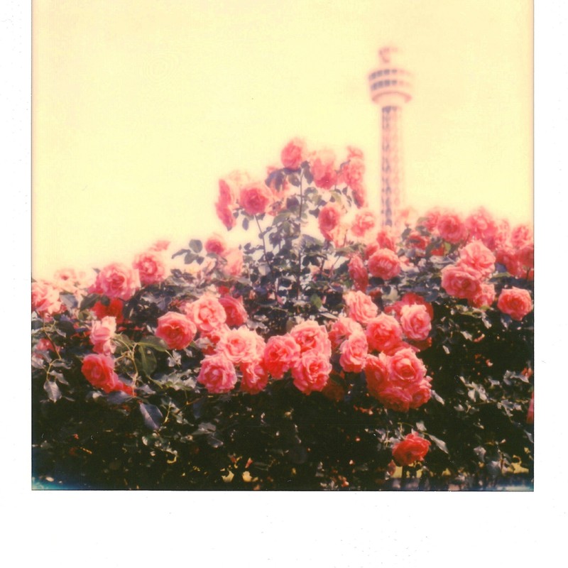 Yokohama Roses