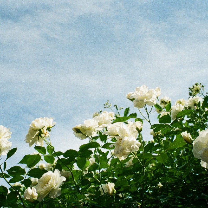 青空に白いバラ