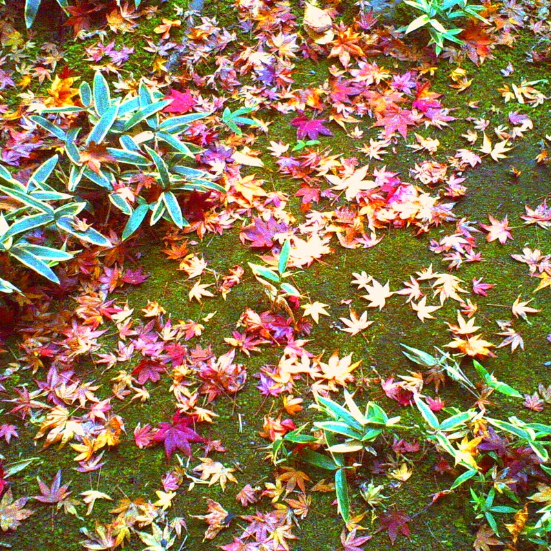 colored leaves in Kyoto, Japan