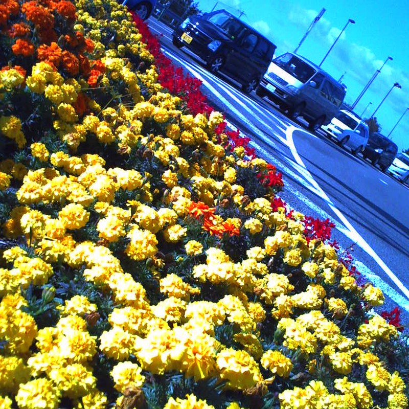A traffic jam beside a flowerbed.