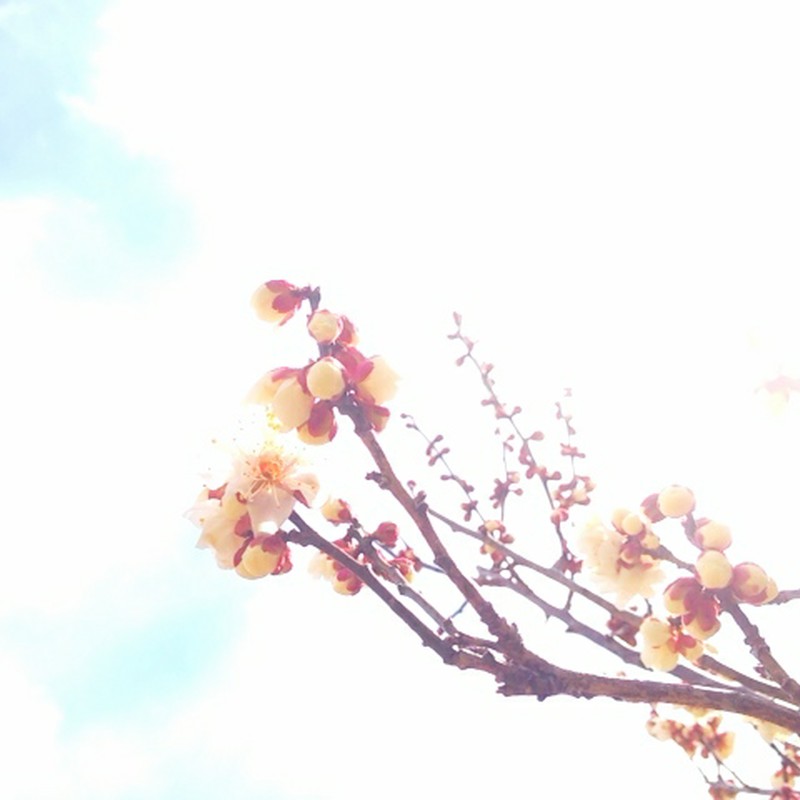 The plum trees' 30% blossomed.