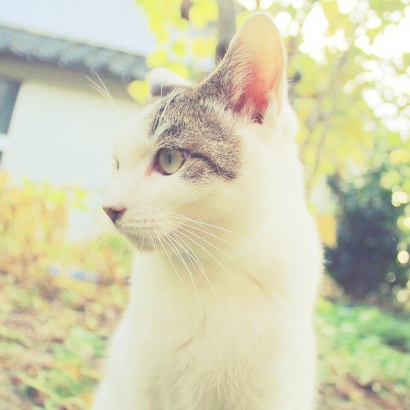 もーちゃんの横顔