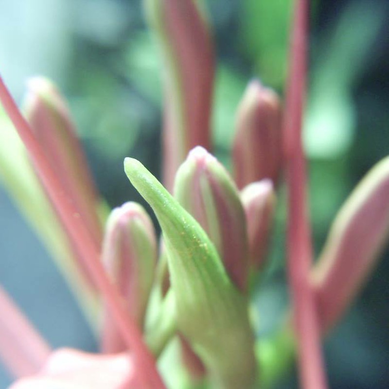 彼岸花のつぼみ