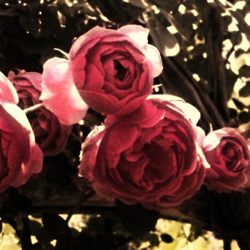 Antique　Rose