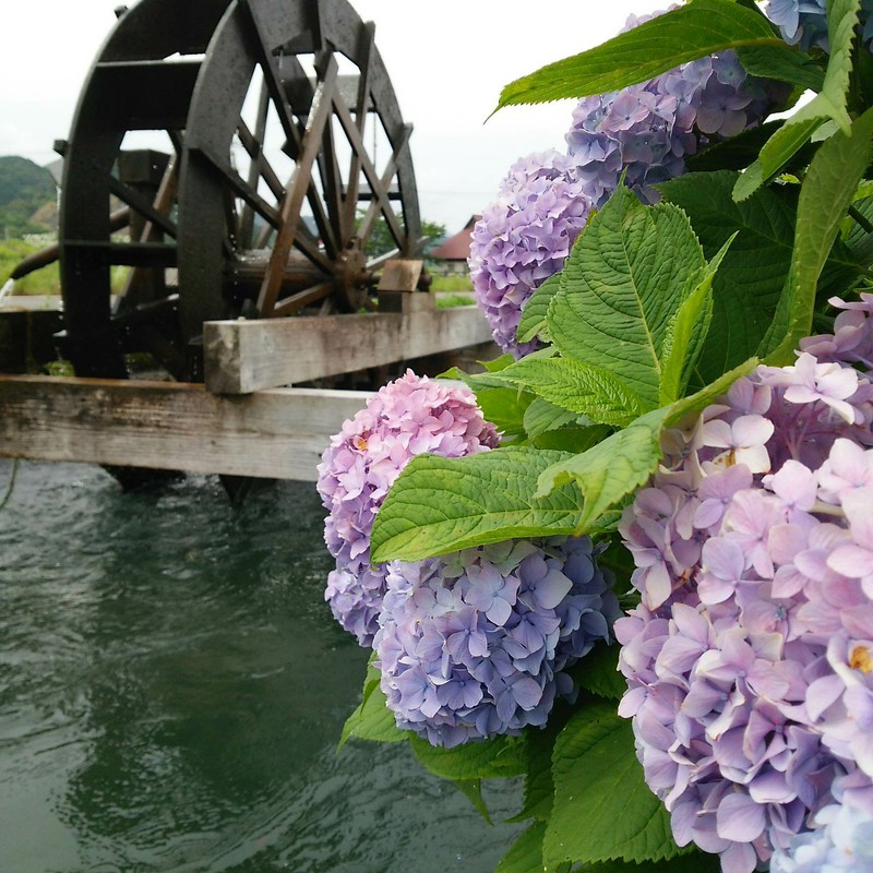水車と紫陽花