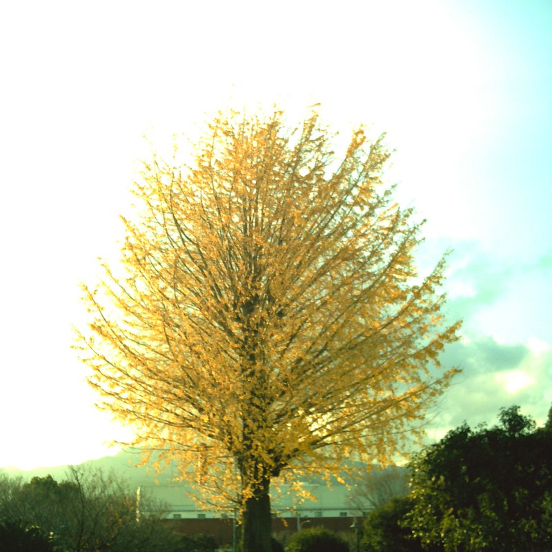 黄金の樹