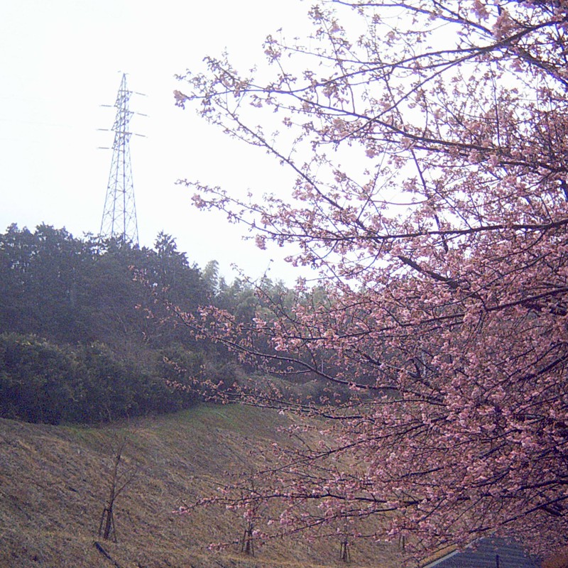 鉄塔と桜