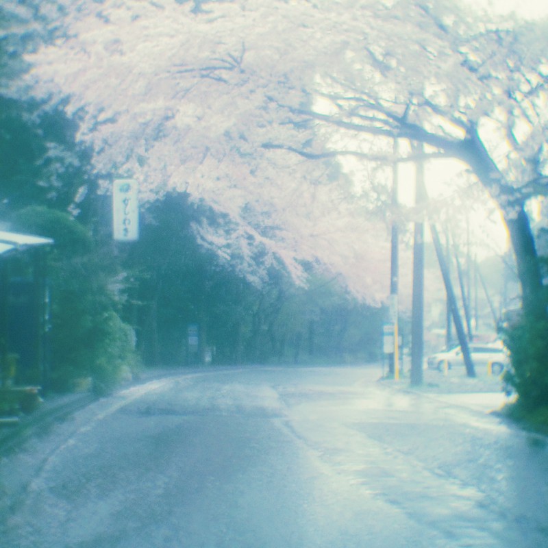 雨天の桜