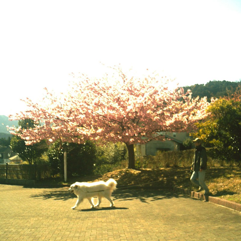 桜とジョリィ