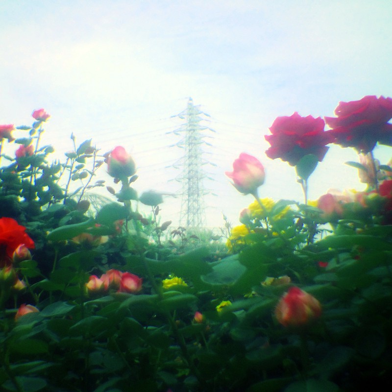 鉄塔と薔薇