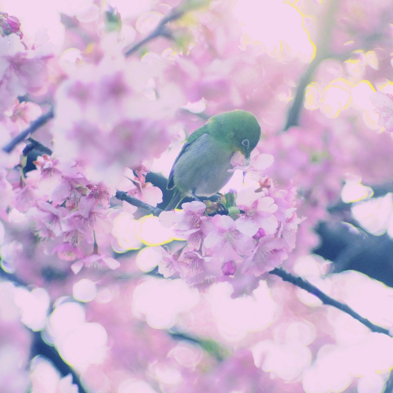 桜にメジロ
