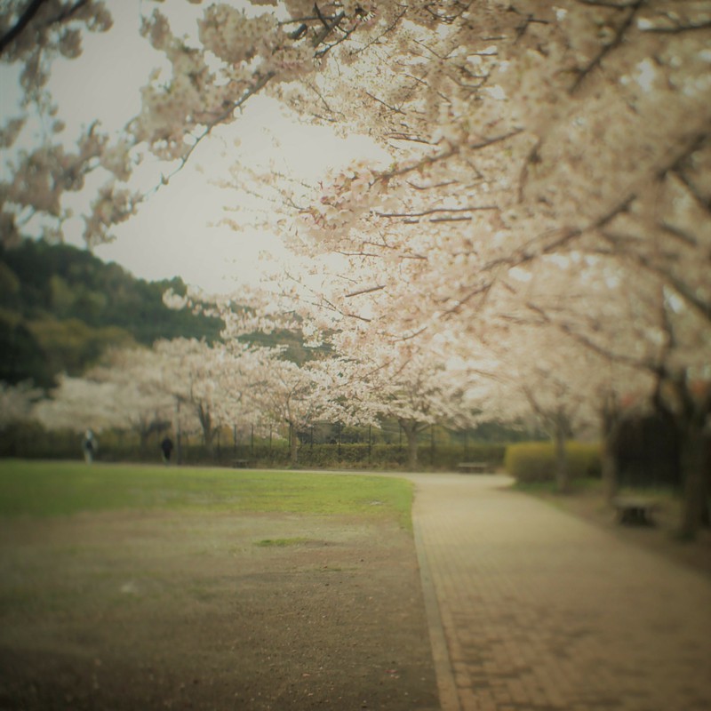 駆足で桜は