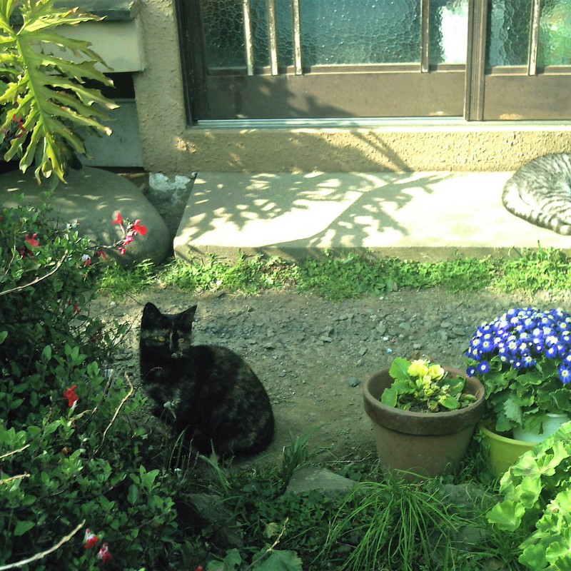 子猫の庭