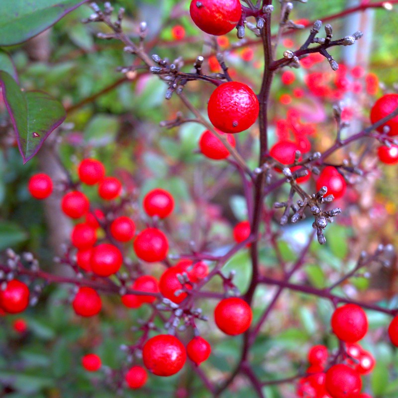 赤い実