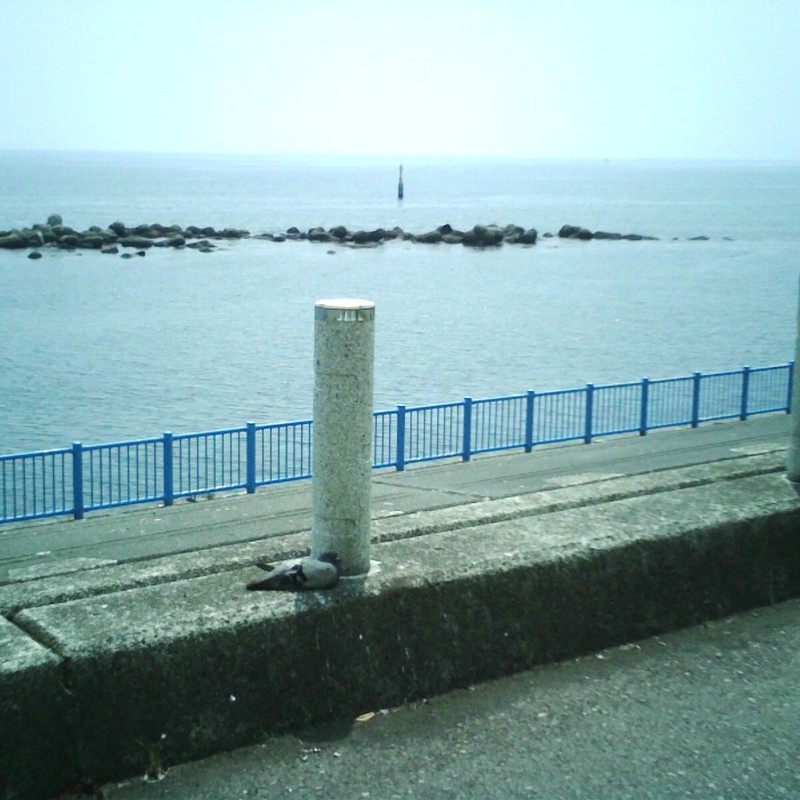 これでも日陰に入っているの