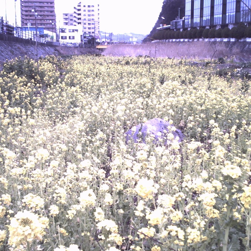 川の中の菜の花畑