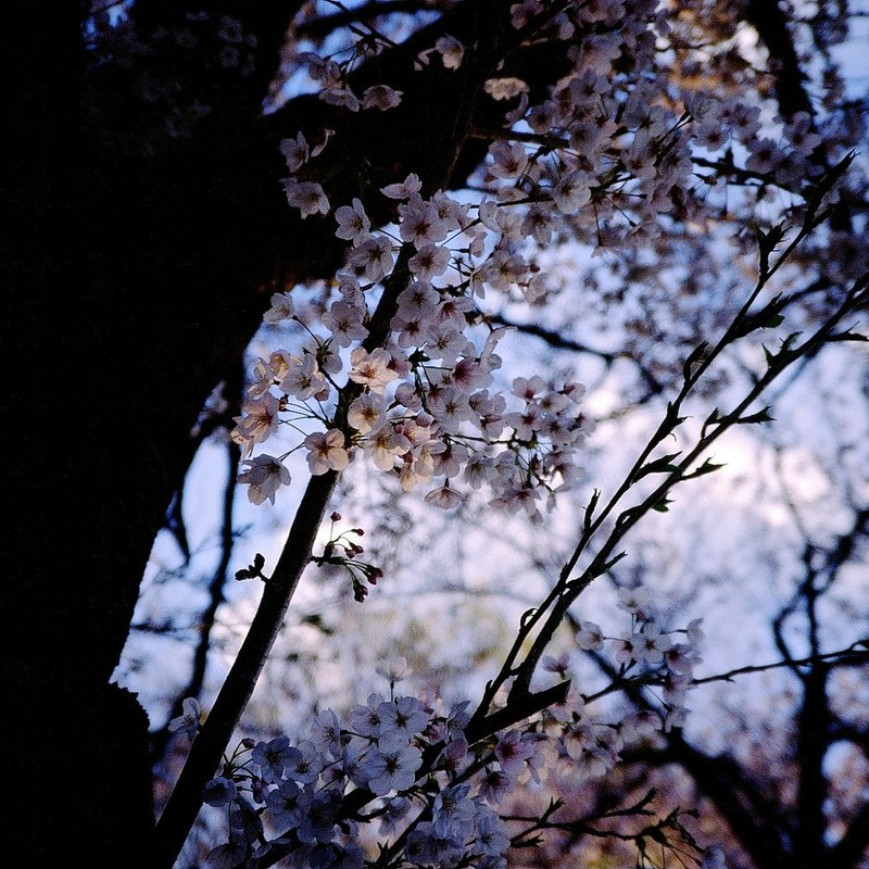 黄昏桜