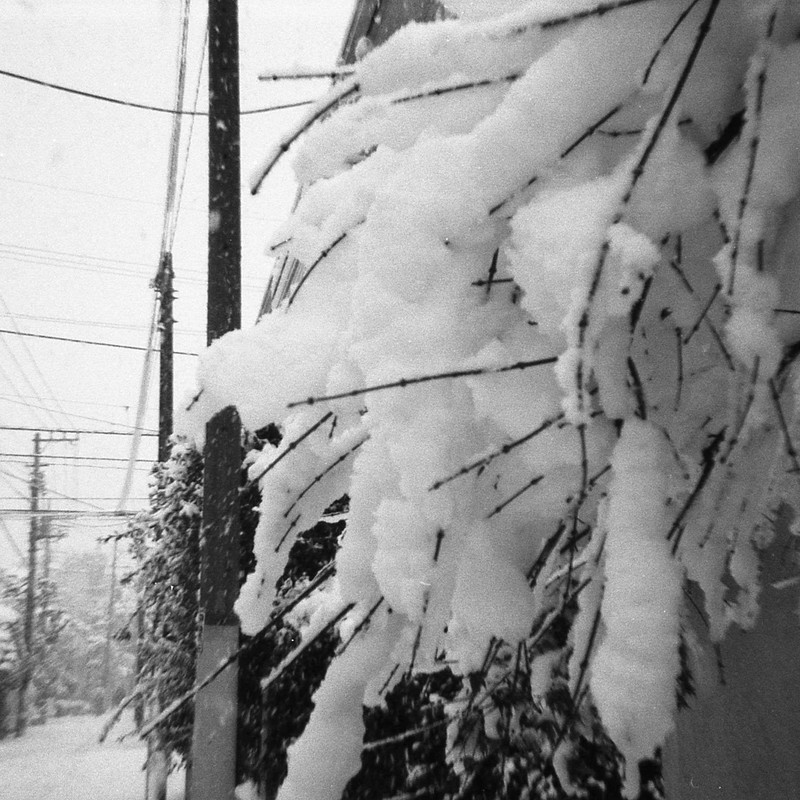 初雪 東京 1