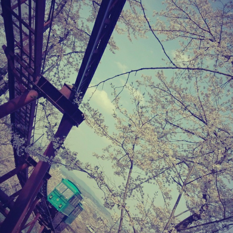 桜とスロープカー