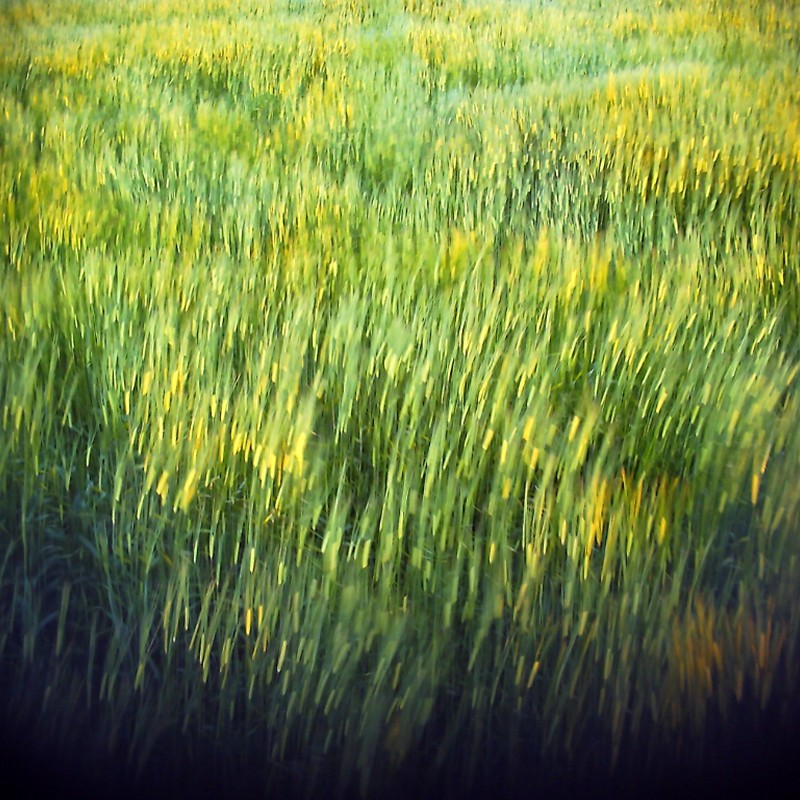麦畑の波