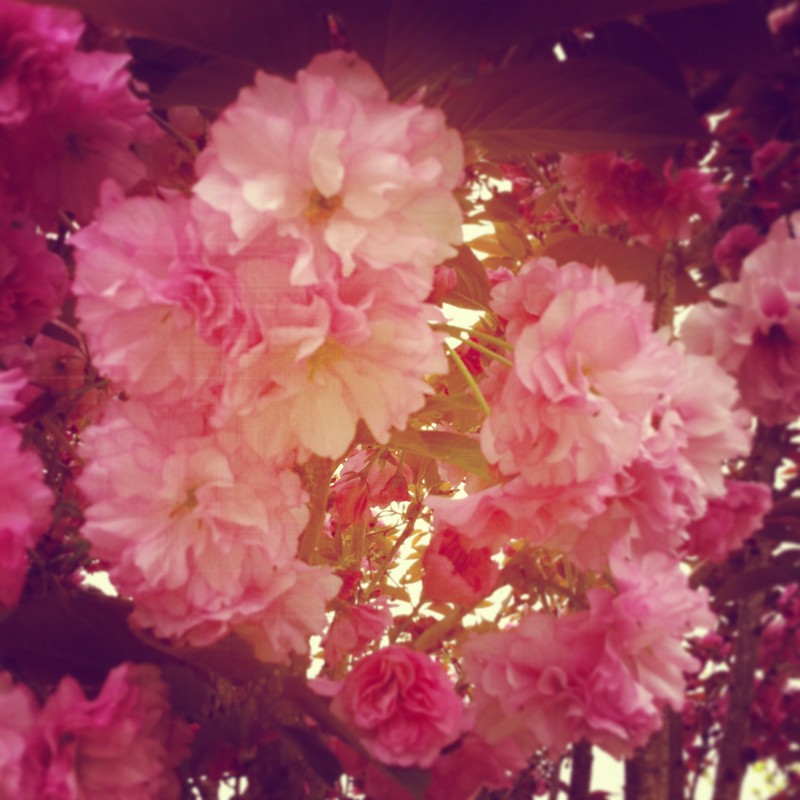 庭の八重桜