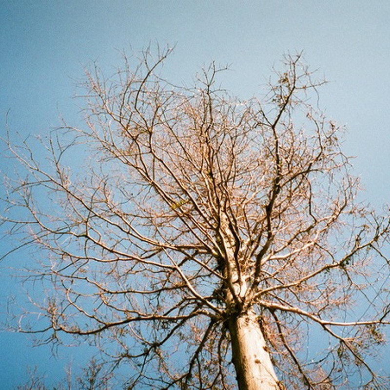 青空に映える美しい枝