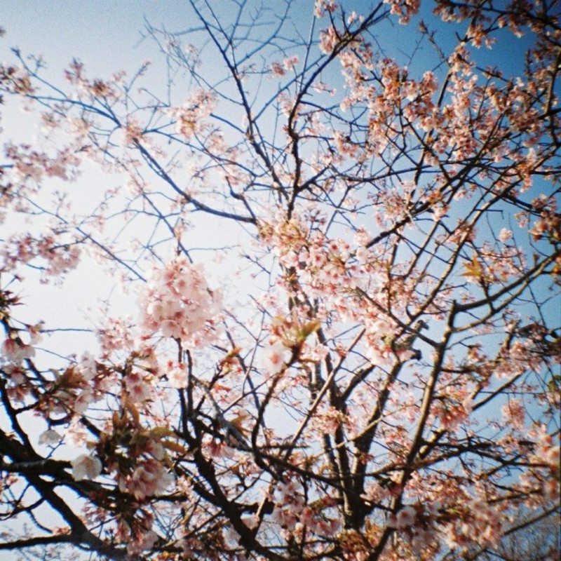 鎌倉の空と桜