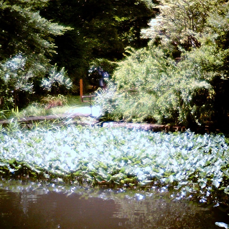 ホタルの住む池