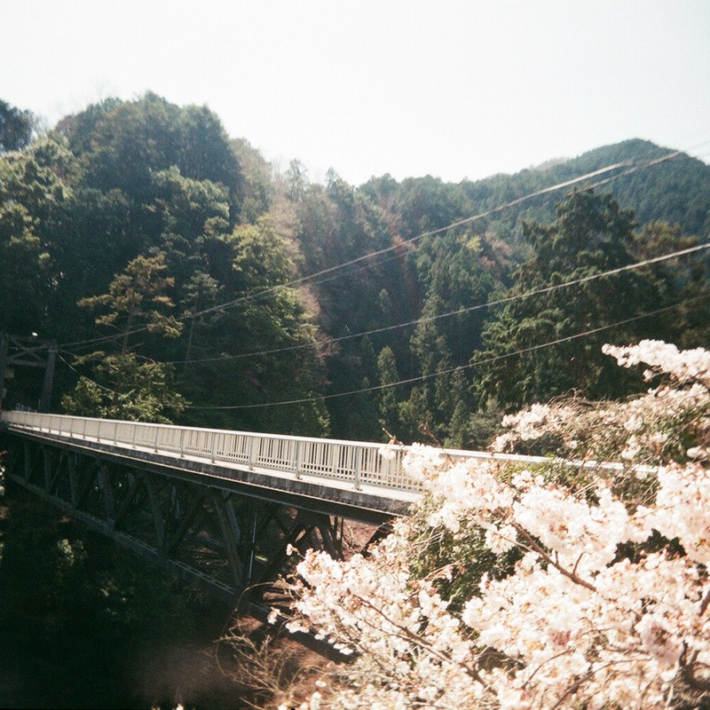 桜橋