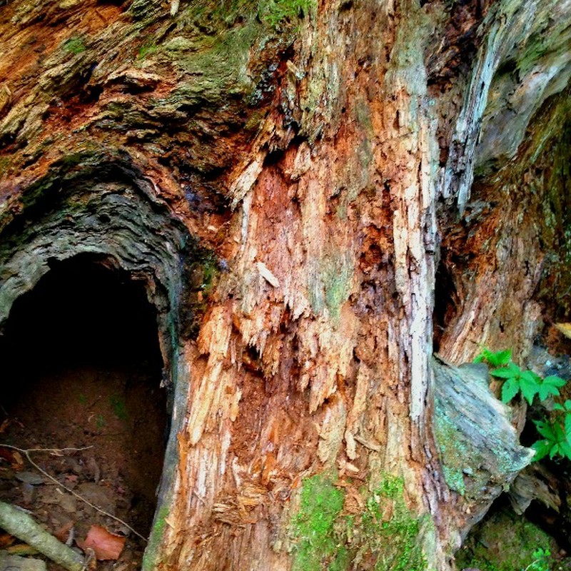 木の洞穴
