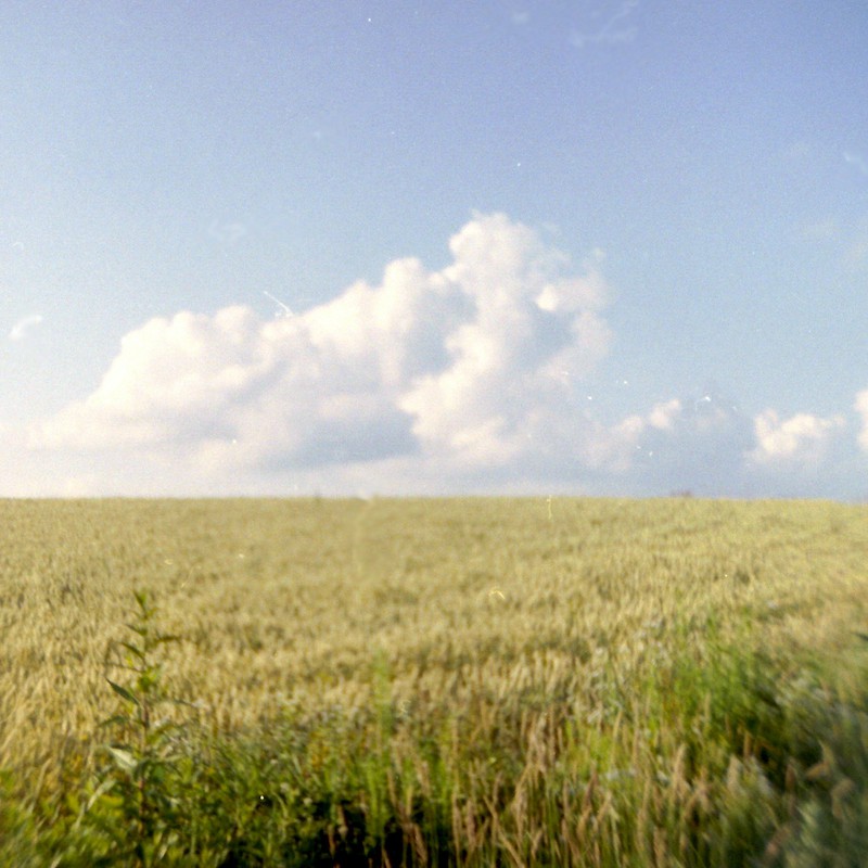 大麦畑と入道雲