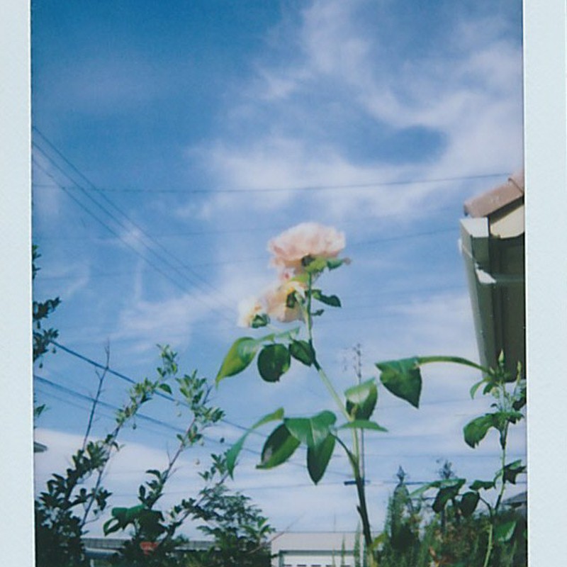 夏の朝に咲いたバラ