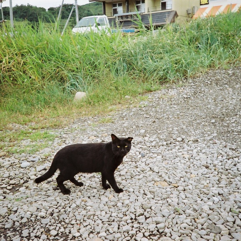 海辺の黒猫さん
