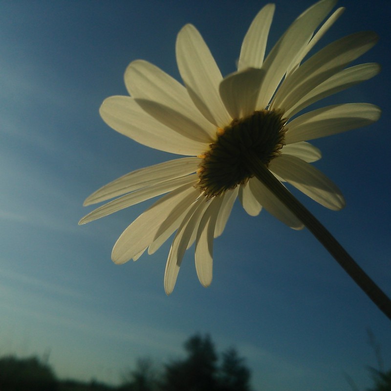 太陽に向かって