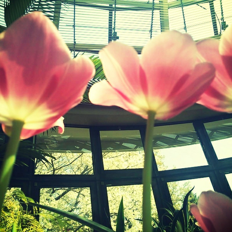 チューリップ