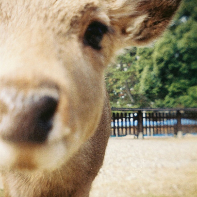 何かチョーダイ!!