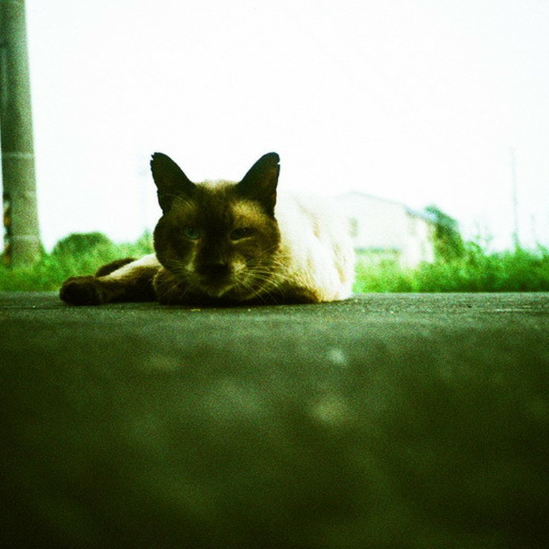 昼寝中にごめんなさいね。