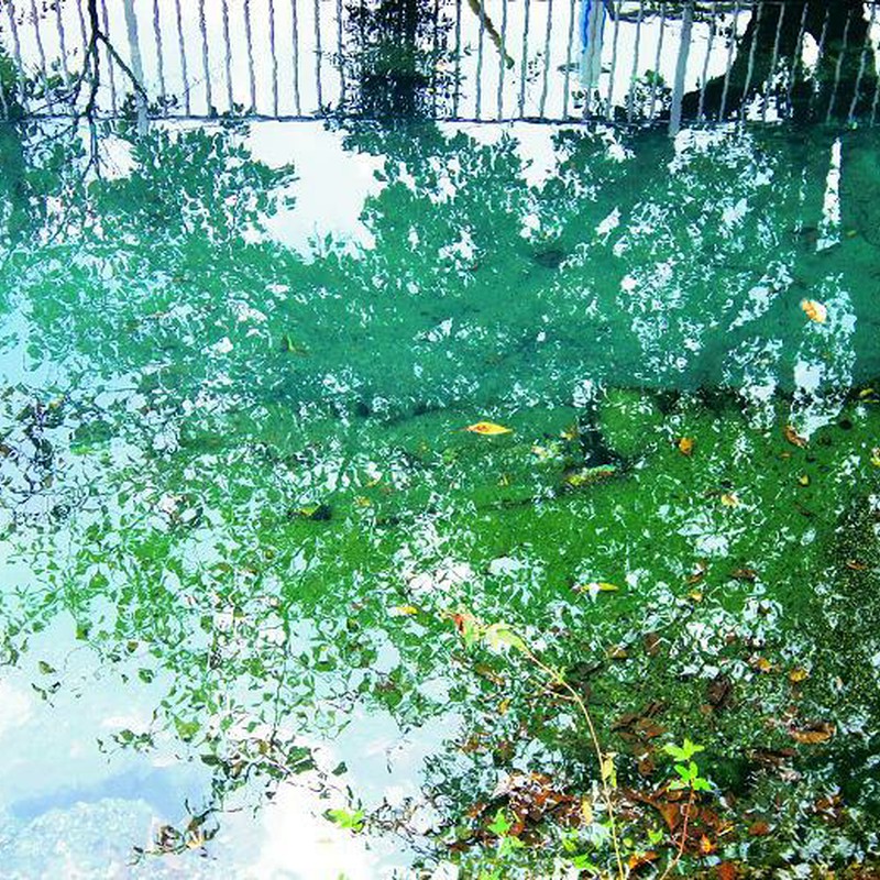 エメラルドグリーンに輝く鏡池