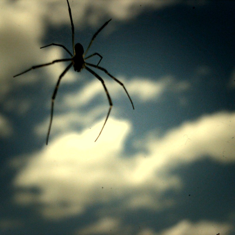 リアルスパイダーマン