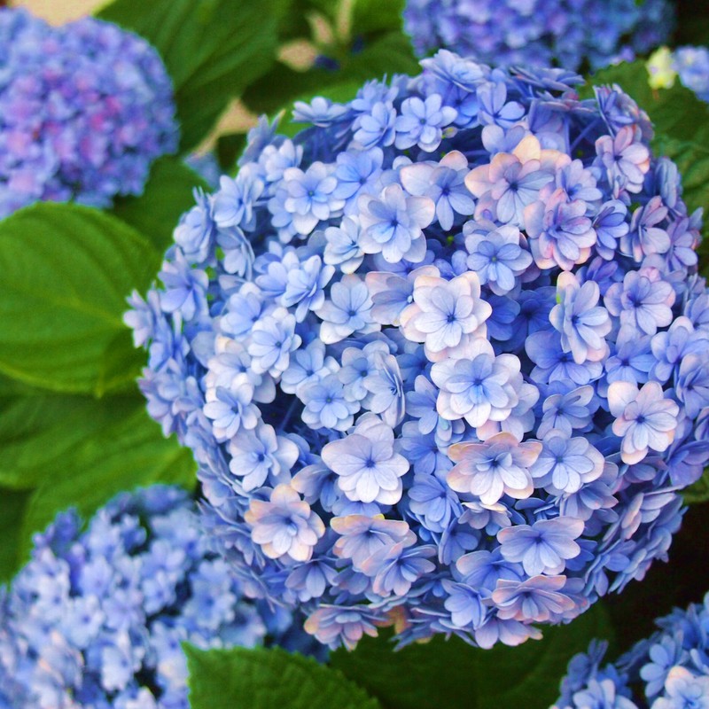 紫陽花(てまりてまり?)