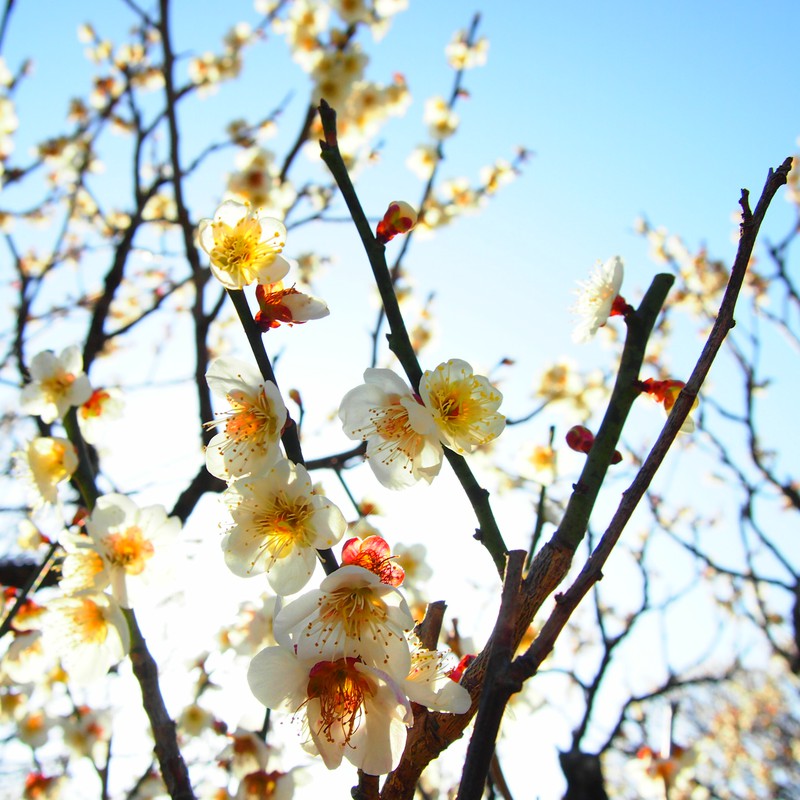 梅。…あれ?桜だっけ?